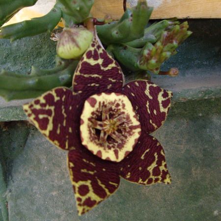 Stapelia variegata (T)