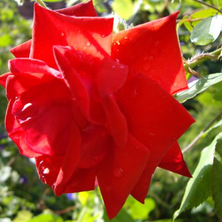 Trandafir rosu (T)