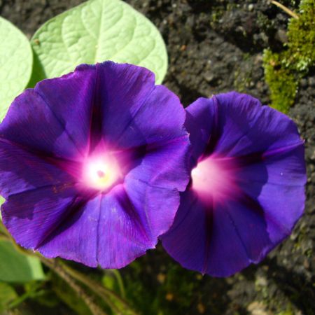 Zorele albastre(Ipomoea purpurea)