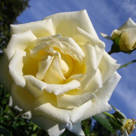 Trandafir alb (T)