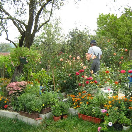 gradina mea de vis si frumusete