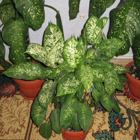 Dieffenbachia