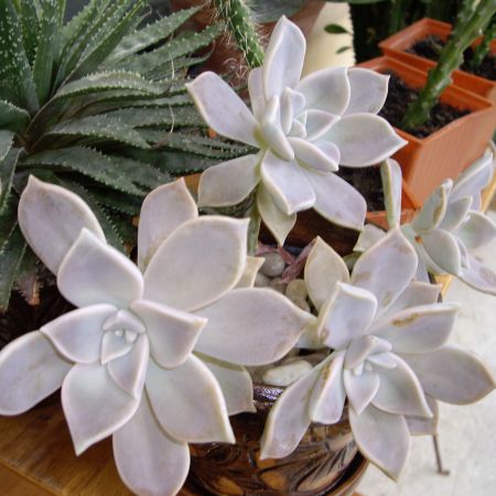 Graptopetalum paraguayense