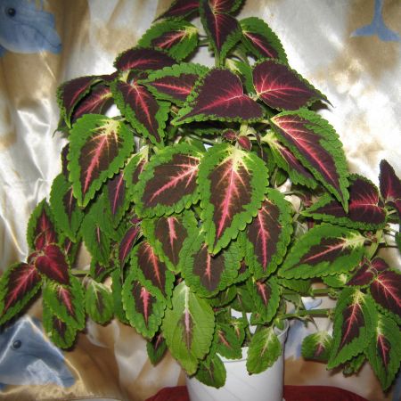 Coleus