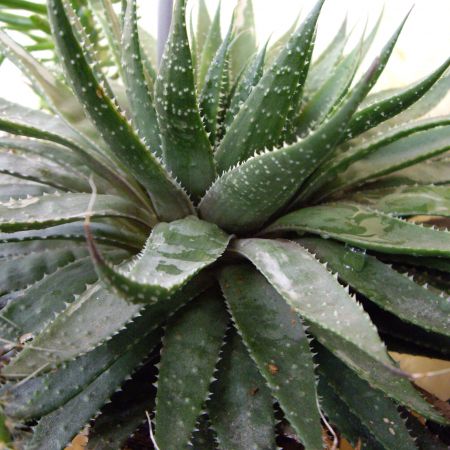 Aloe aristata (T)