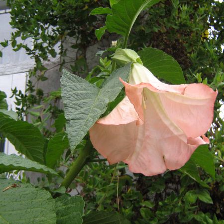 Datura