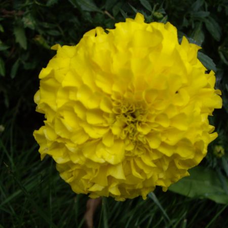 Tagetes -Craite (T)