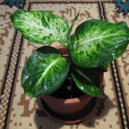 Dieffenbachia