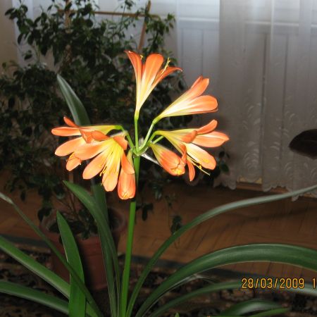 Clivia