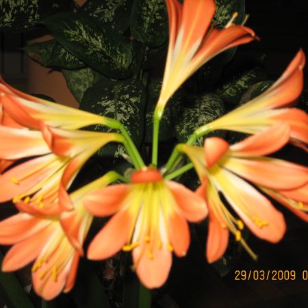 Clivia