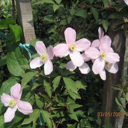 Clematis