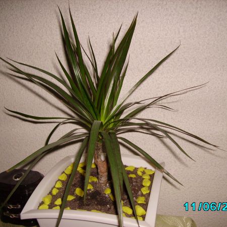 DRACENA