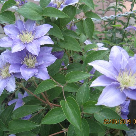 Clematis mov