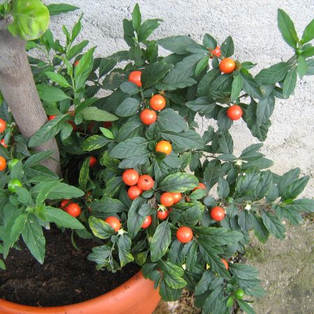 Solanum