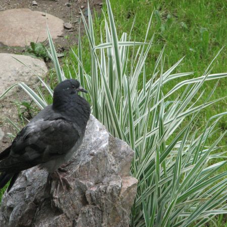 un porumbel in gradina mea