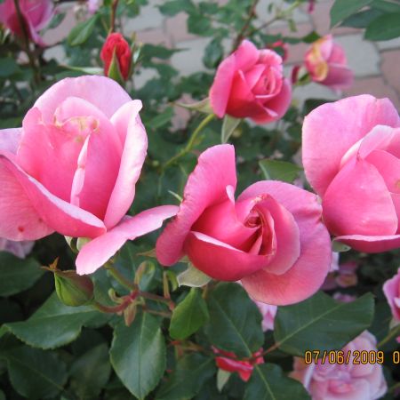 Trandafiri roz*
