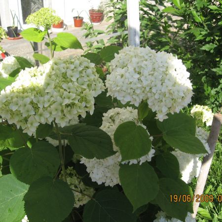 Hortensia