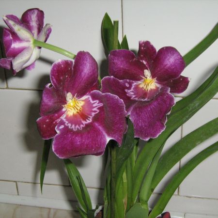 Miltonia