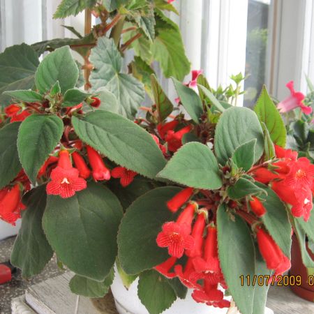 Kohleria