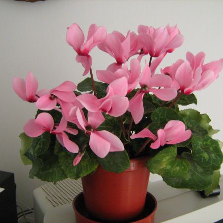 Cyclamen