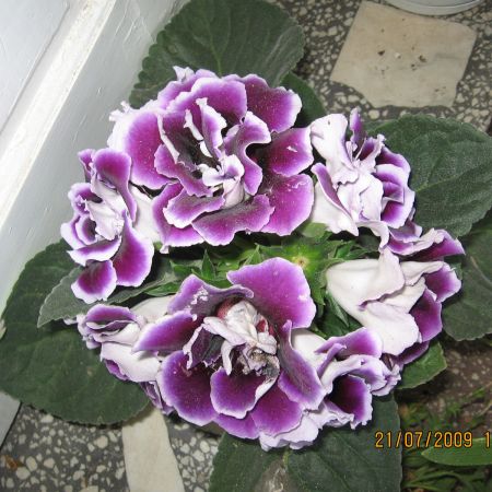 Gloxinia