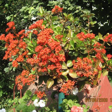 Kalanchoe