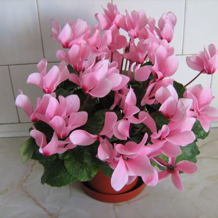 Cyclamen