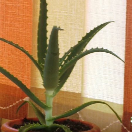 aloe