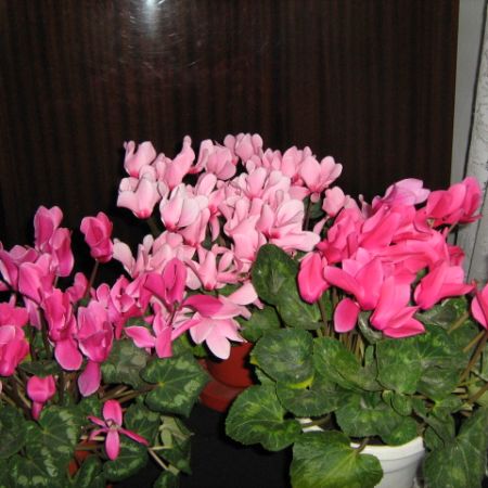 Cyclamen