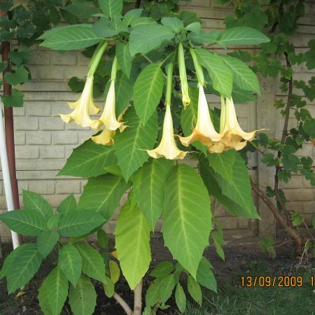 Datura 