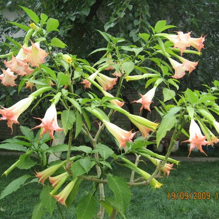 Datura roz