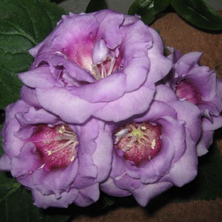 Gloxinia