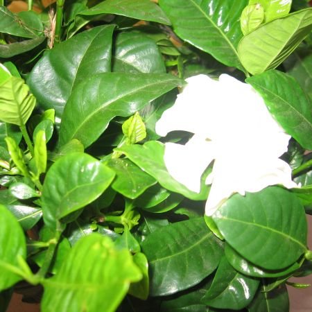 gardenia