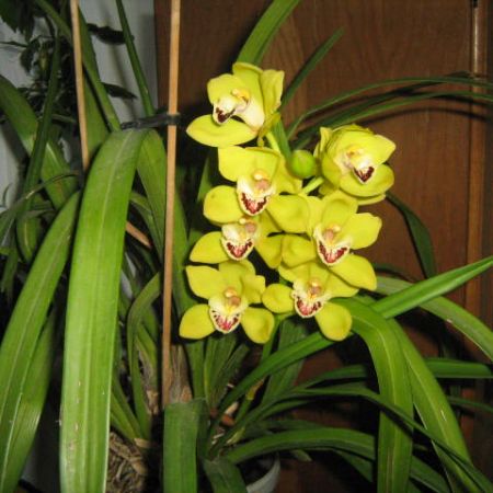 Cymbidium