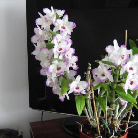 Dendrobium nobile