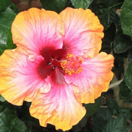  hibiscus