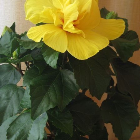 hibiscus