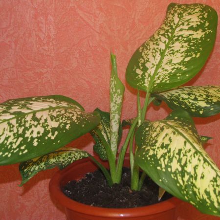 dieffenbachia