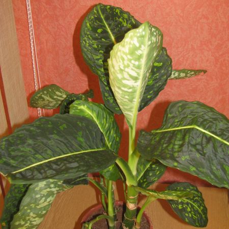 dieffenbachia