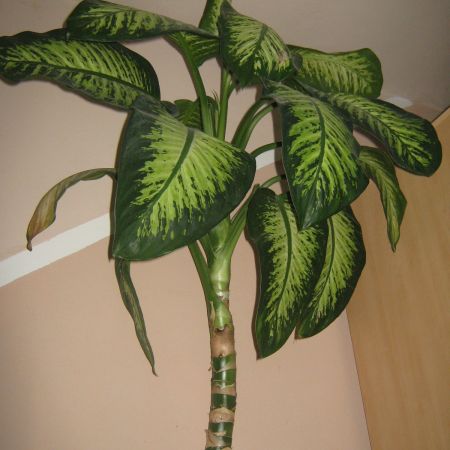 dieffenbachia