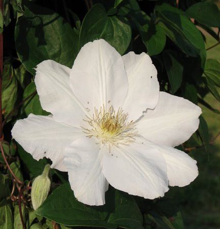 CLEMATIS