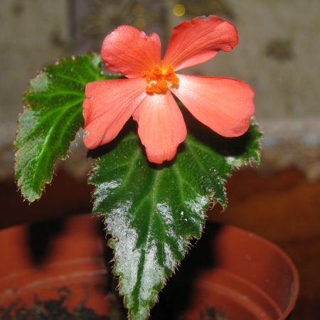 un pui de begonia  cu prima floricica