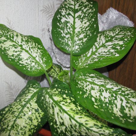 dieffenbachia