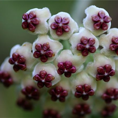 HOYA