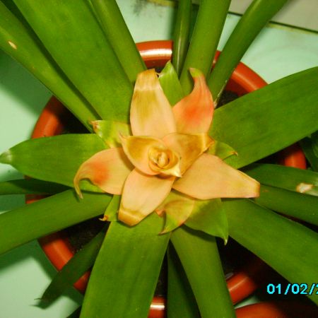 guzmania