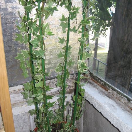 hedera helix