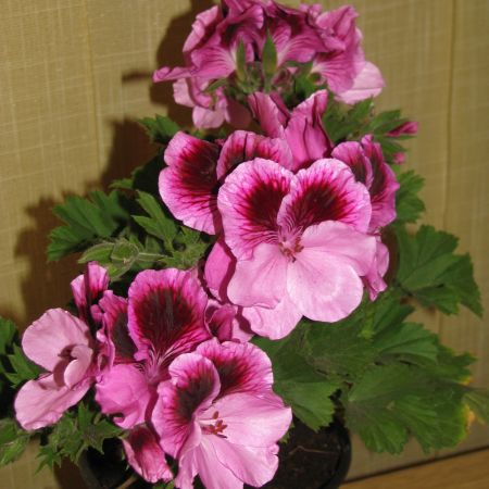 Muscata (Pelargonium)