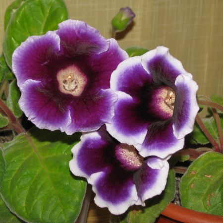 gloxinia