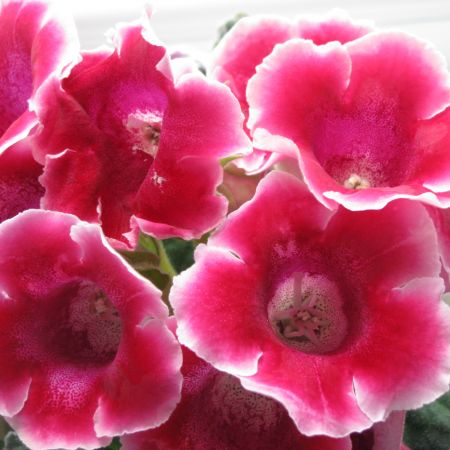 gloxinia