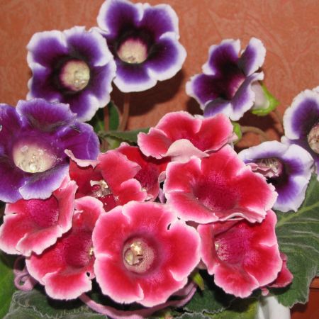 gloxinia